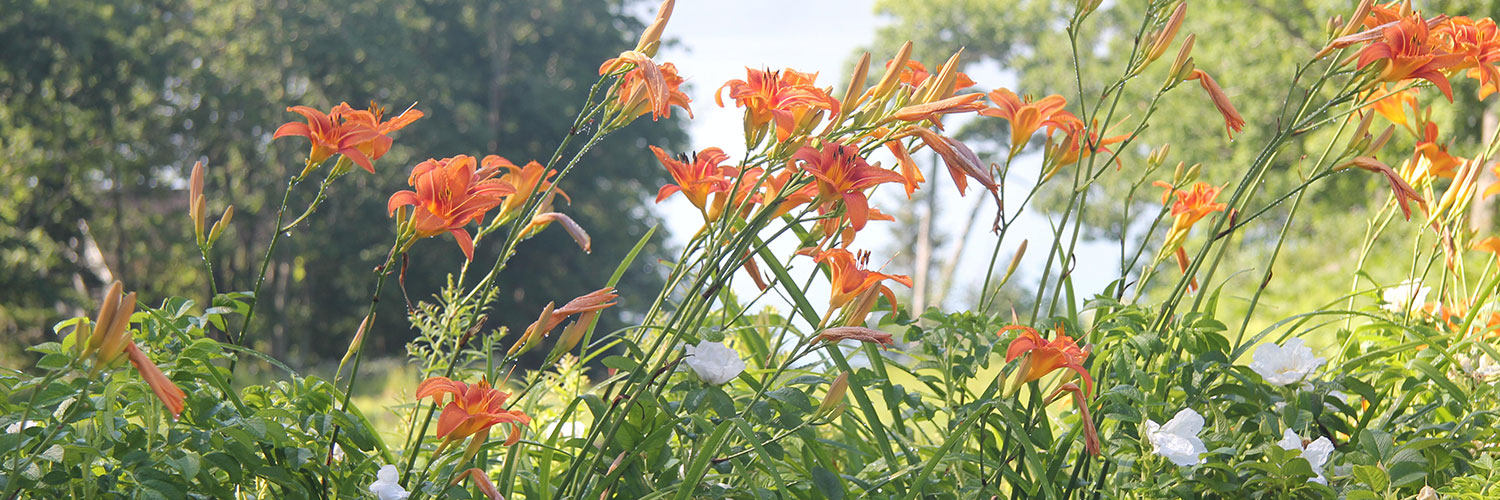 Day lilies along the shore